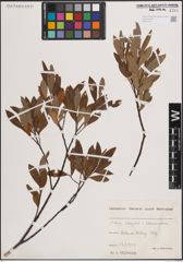 Foto von Salix eleagnos Scop. x Salix waldsteiniana Willd.